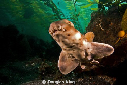 Squiggles.  This small juvenile horn shark made a close p... by Douglas Klug 